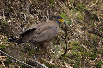 Closeup of a Crested serpent eagle with snake catch at Achanakmar Wildlife Sanctuary, Chhattisgarh, India