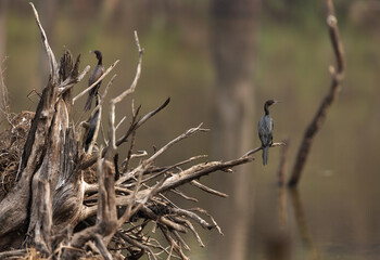 little cormorant perched on a tree at Achanakmar Wildlife Sanctuary, Chhattisgarh, Ind