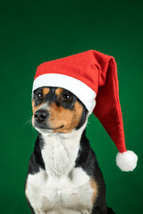 portrait of Basenji dog in Santa Claus Christmas hat on green background