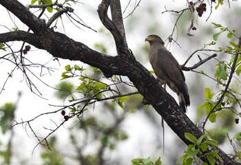 Crested serpent eagle with snake catch perched on a tree at Achanakmar Wildlife Sanctuary, Chhattisgarh, India