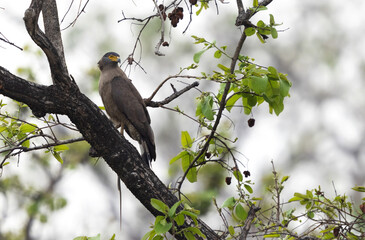 Crested serpent eagle with a snake catch at Achanakmar Wildlife Sanctuary, Chhattisgarh, India