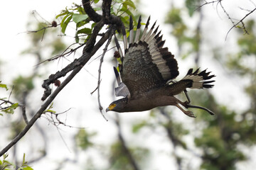 Crested serpent eagle with snake catch at Achanakmar Wildlife Sanctuary, Chhattisgarh, India