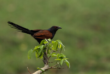Greater coucal, perched on a tree at Achanakmar Wildlife Sanctuary, Chhattisgarh, India