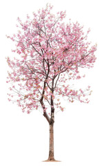 Obraz premium Stunning Pink Cherry Blossom Tree in Springtime