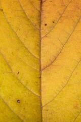 Fototapeta premium Detail of branches and nerves on a yellow leaf in vertical macro
