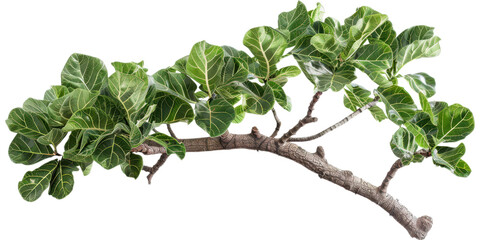 Stunning Green Plant Branch with Detailed Foliage