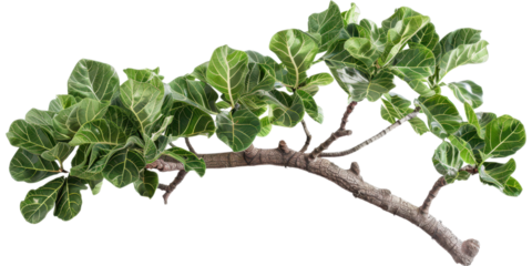 Stunning Green Plant Branch with Detailed Foliage