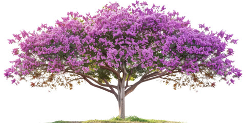 Obraz premium Majestic Pink Blossoming Tree in Springtime