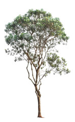 Obraz premium Majestic Tree in Lush Green Canopy