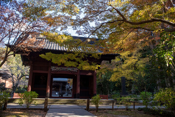 鎌倉2412　妙本寺12　紅葉