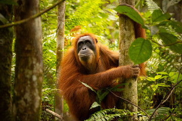 Sumatran orangutan big male in its whole beauty. Amazing sumatran jungle. Beautiful sumatran wildlife. Adventure paradise. Rare  and endangered species. Pongo abelii.