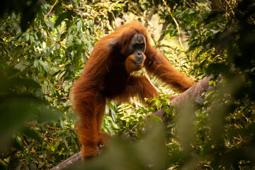 Sumatran orangutan big male in its whole beauty. Amazing sumatran jungle. Beautiful sumatran wildlife. Adventure paradise. Rare  and endangered species. Pongo abelii.
