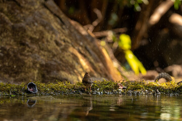 Puff Throated babbler  bathing in a pond and preening 