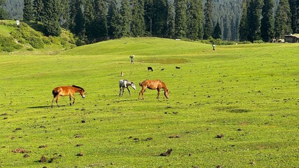 After the Pahalgam Attack on April 22, 2025, Tourists Flee Kashmir, Departing by Flights and Roads...