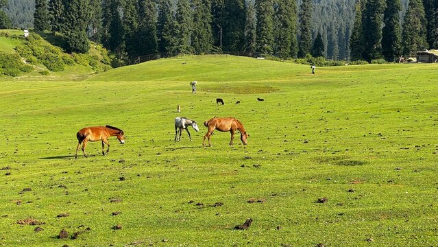After the Pahalgam Attack on April 22, 2025, Tourists Flee Kashmir, Departing by Flights and Roads Amid Deep Unrest