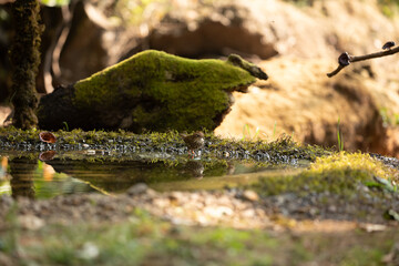 Puff Throated babbler  bathing in a pond and preening 