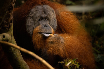 Sumatran orangutan big male in its whole beauty. Amazing sumatran jungle. Beautiful sumatran wildlife. Adventure paradise. Rare  and endangered species. Pongo abelii.
