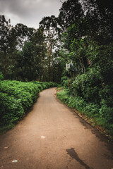 View of rural roads inside the forests of Mudumalai National park in Mudumalai, India	