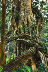 View of forests of Mudumalai National park in Mudumalai, India
