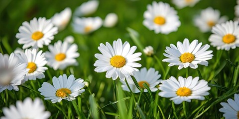 Fototapeta premium Daisy flowers bloom in vibrant white during spring, creating a stunning display among lush green grass. The daisy flowers add charm to the natural landscape, showcasing their beauty in the season.