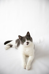 Fototapeta premium The cat with green eyes lies on a white background. 