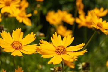 Bright yellow flower of Spearmint coreopsis Coreopsis lanceolata. close-up of coreopsis lanceolate blooms in mid-summer. Tula region, Russia