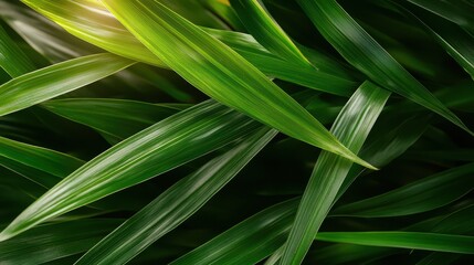 A close-up view of vibrant green leaves with sunlight filtering through, creating a serene and refreshing natural scene perfect for relaxation and tranquility.
