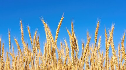 Obraz premium Close-up of ripe rice ears bending under the weight of the grains, against a backdrop of a clear blue sky, emphasizing the beauty of nature's abundance.