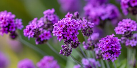 Obraz premium Closeup image showcasing the stunning Purpletop vervain, a beautiful type of verbena, highlighting its vibrant colors and delicate features typical of the vervain plant family.