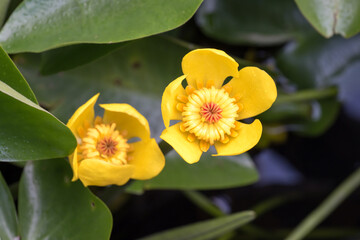 Beautiful yellow water lily (Nuphar shimadae) flowers.
