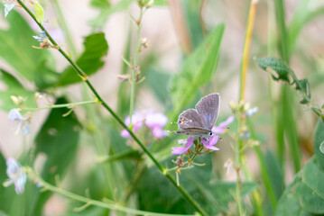 羽の裏と表の色が大きく違う小さなチョウチョ、ツバメシジミ