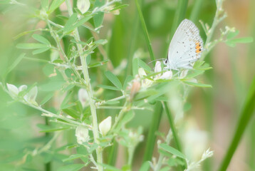 羽の裏と表の色が大きく違う小さなチョウチョ、ツバメシジミ