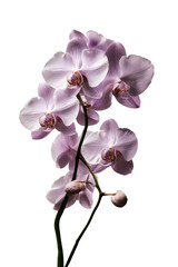 Fototapeta premium Elegant Light Purple Orchid Flowers