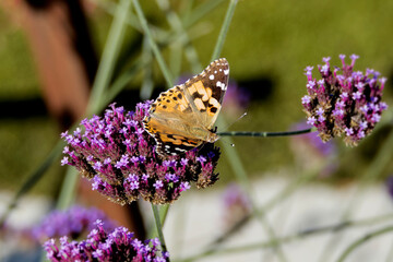 Painted Lady (Vanessa Cardui) Butterfly perched on purple flower in Zurich, Switzerland