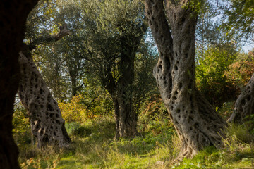 olive grove in Montenegro