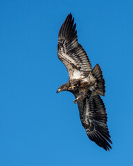 A juvenile American Bald Eagle flying over a lake