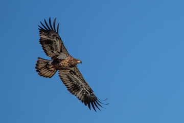 A juvenile American Bald Eagle flying over a lake