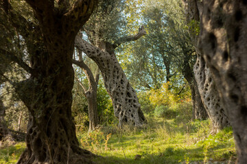 olive grove in Montenegro