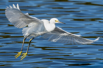 A snowy egret landing on a pond
