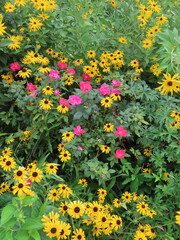 flowers in the garden