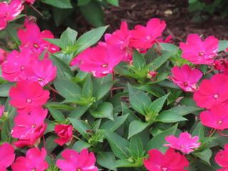 pink flowers in the garden