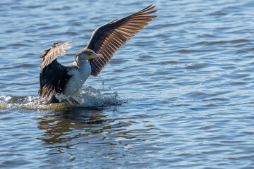 A double-created cormorant landing on a pond