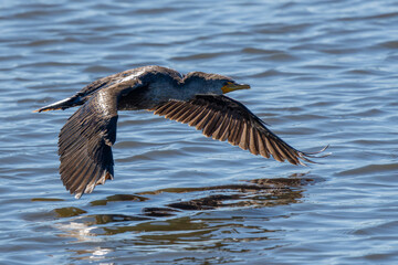 A double-created cormorant flying over a pond