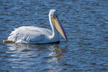 An American white pelican floating on a lake