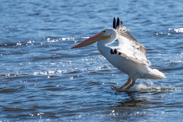 A white pelican landing on a lake