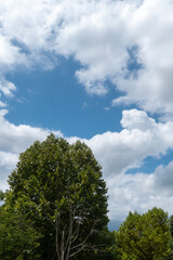 Obraz premium 青空にこんもりと丸い木