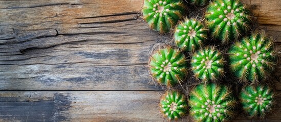 Fototapeta premium Vibrant green cactus plants arranged on a rustic wooden table ideal for home decor and indoor gardening inspiration.