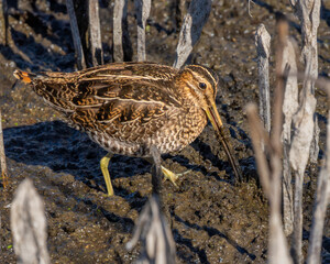 A Wilson's Snipe feeding in the reeds