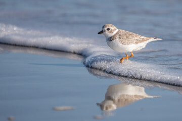 A piping plover walking on the beach