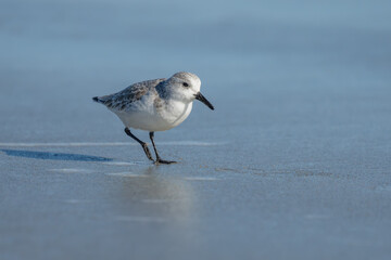 A dunlin walking on the beach